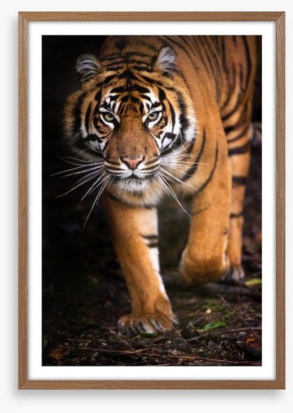 Stalking tiger