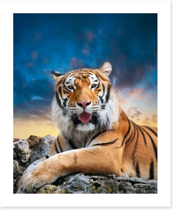 Don't mess with the tigress