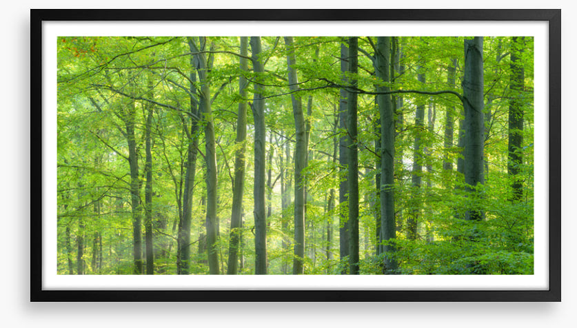 Forests