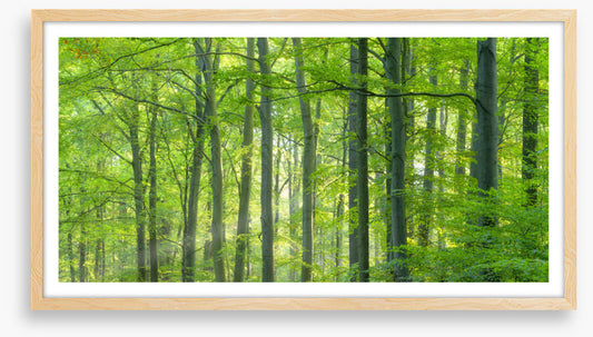 Forests