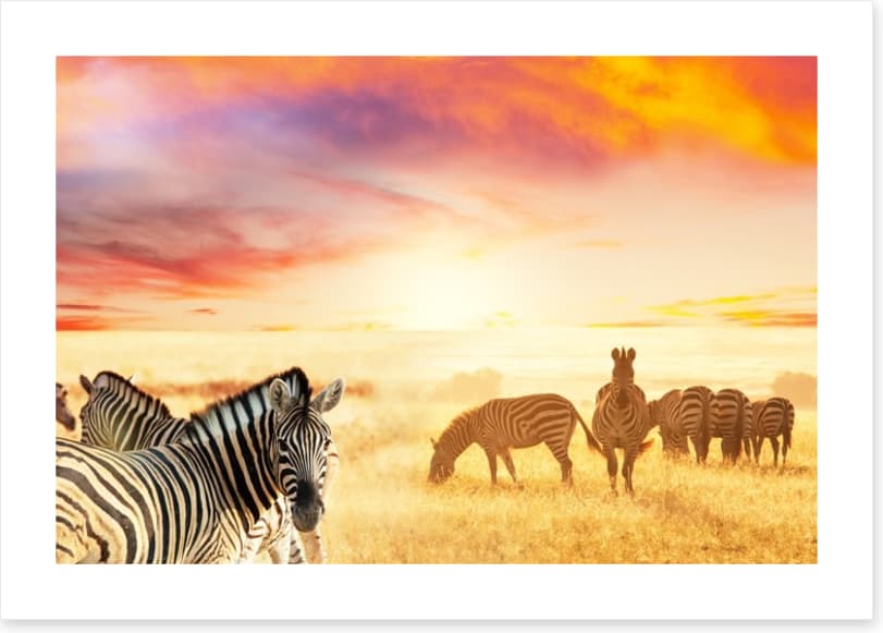Serengeti stripes