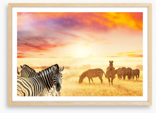 Serengeti stripes