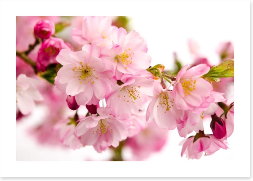 Tender cherry blooms