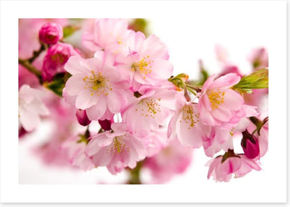 Tender cherry blooms