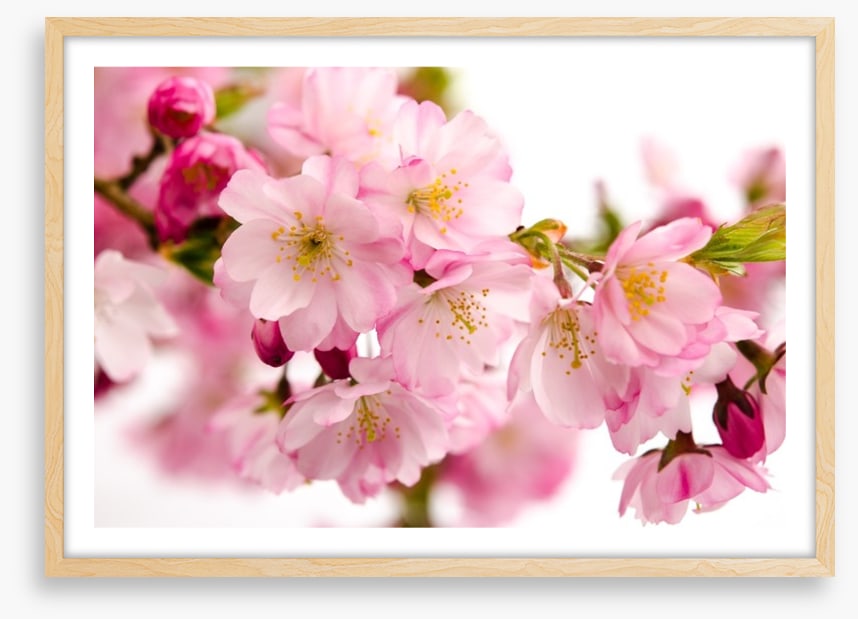 Tender cherry blooms