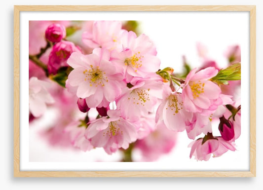 Tender cherry blooms
