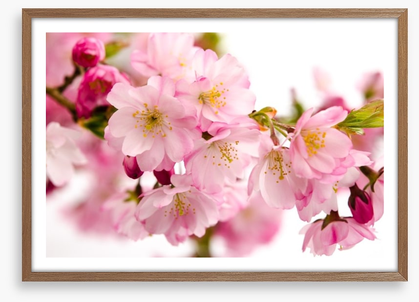 Tender cherry blooms