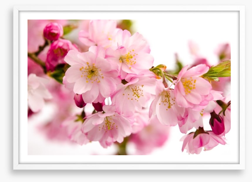 Tender cherry blooms