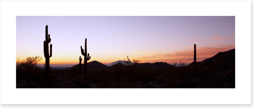 Saguaro cactus at sunrise