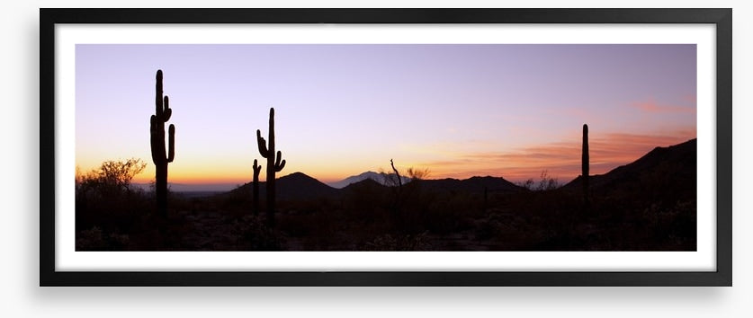 Saguaro cactus at sunrise