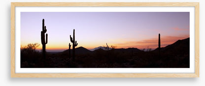 Saguaro cactus at sunrise
