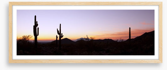 Saguaro cactus at sunrise