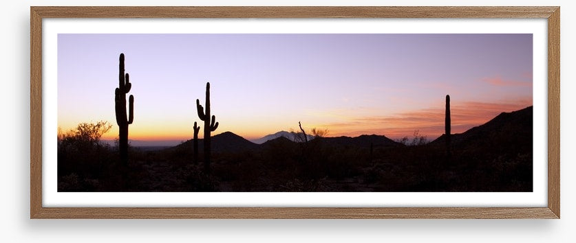 Saguaro cactus at sunrise