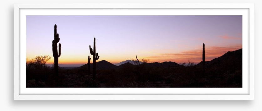 Saguaro cactus at sunrise