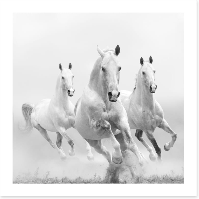 Wild white horses