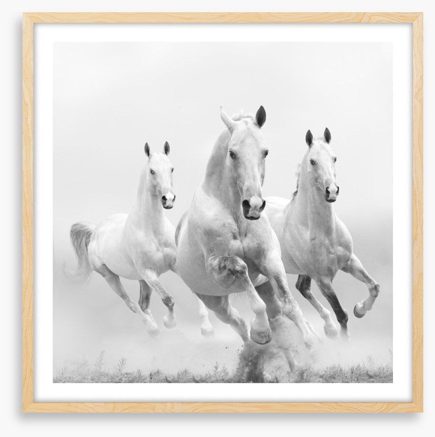 Wild white horses