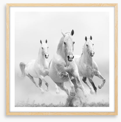 Wild white horses