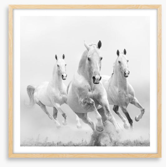 Wild white horses