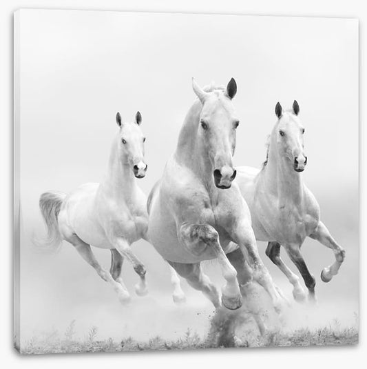 Wild white horses