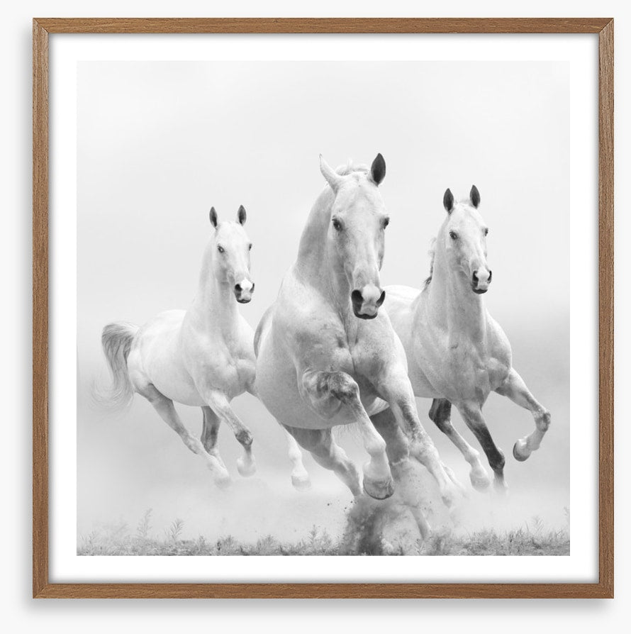 Wild white horses