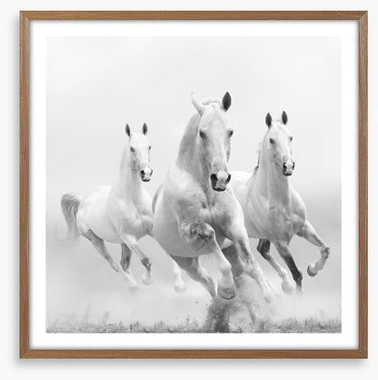 Wild white horses