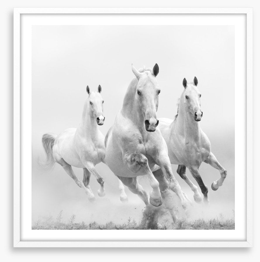 Wild white horses