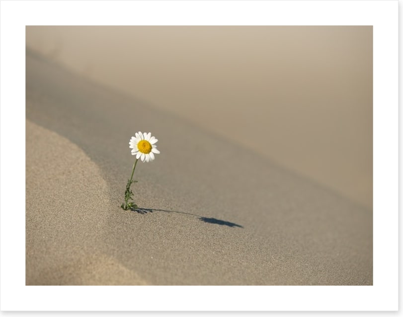 Desert