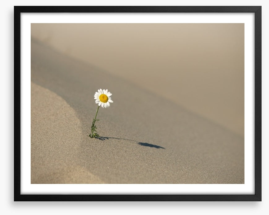Desert