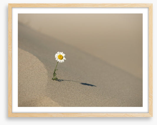 Desert