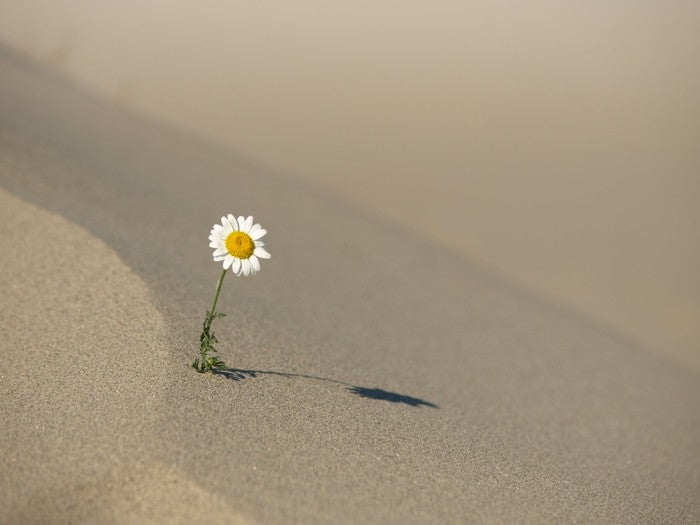 Desert