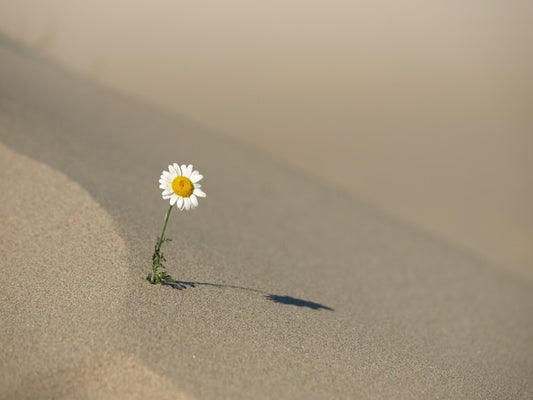 Desert