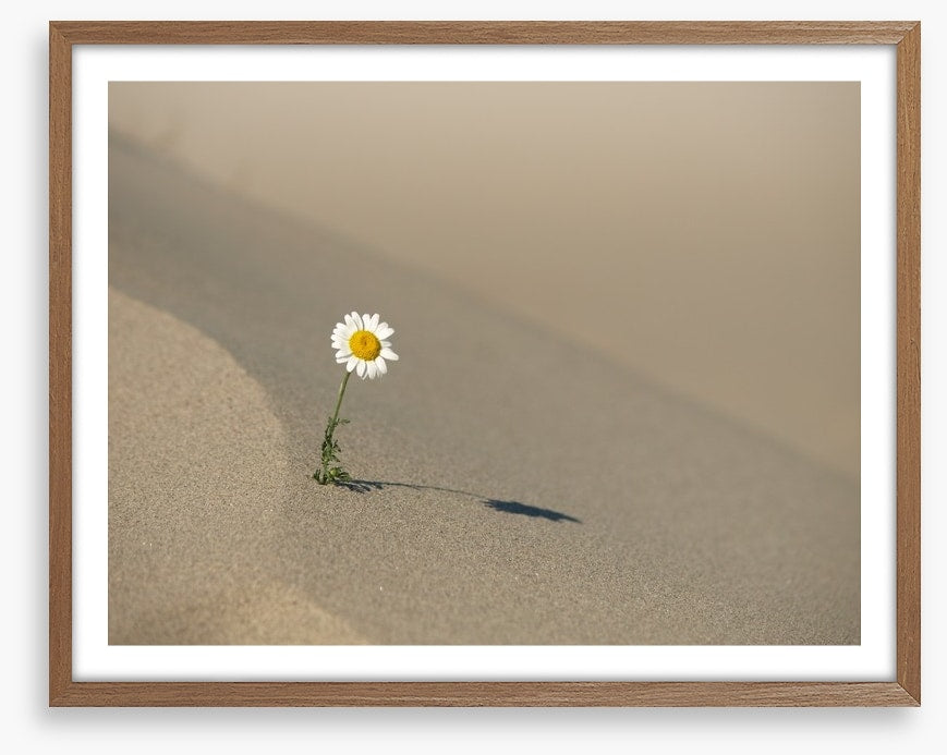 Desert