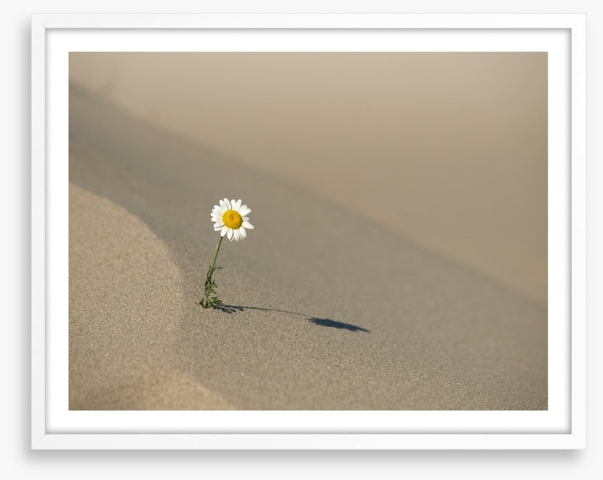 Desert