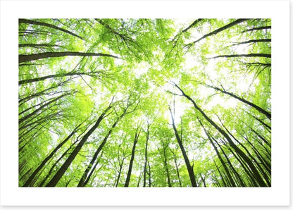 Green forest canopy