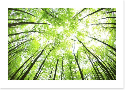 Green forest canopy
