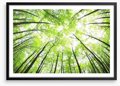 Green forest canopy