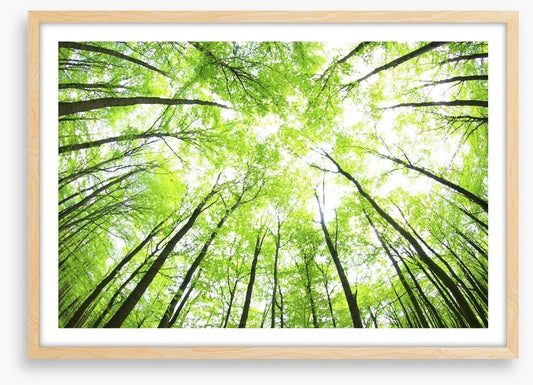 Green forest canopy