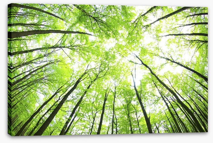 Green forest canopy