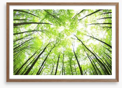 Green forest canopy