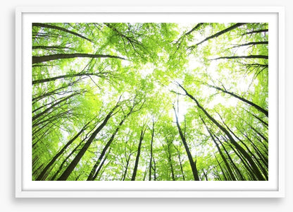 Green forest canopy