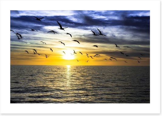 Gulls on the horizon