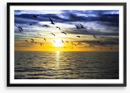 Gulls on the horizon