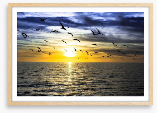 Gulls on the horizon