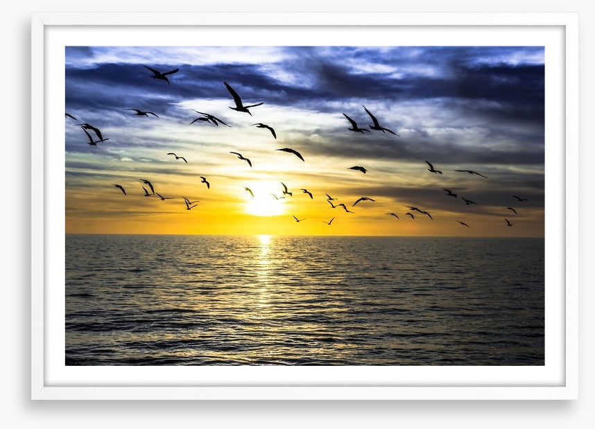Gulls on the horizon