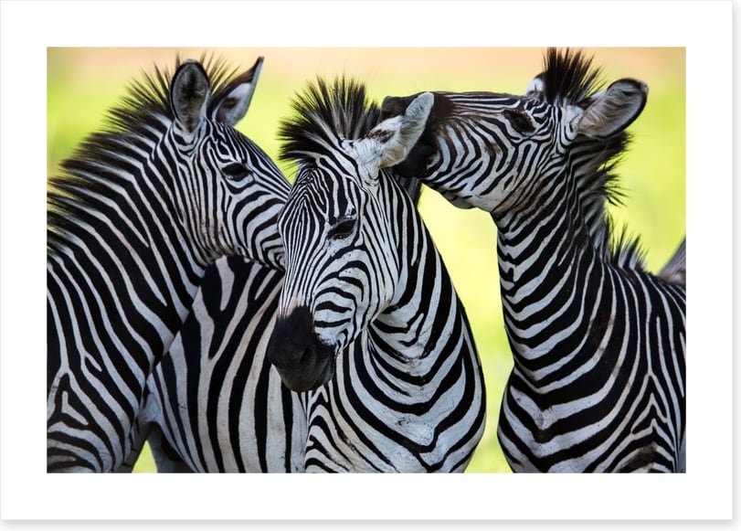 Kissing zebras