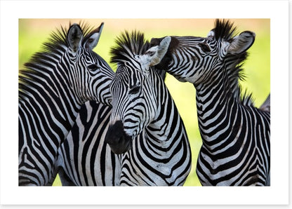 Kissing zebras