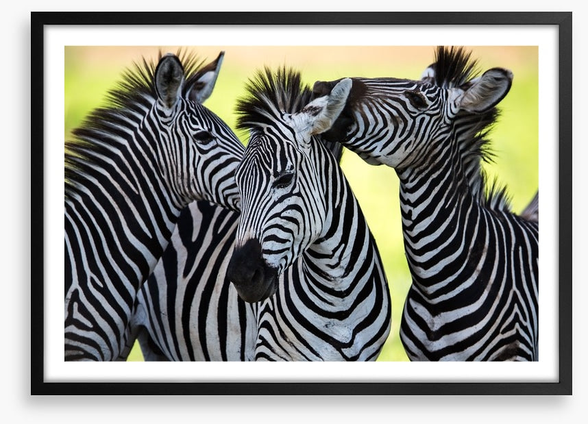 Kissing zebras