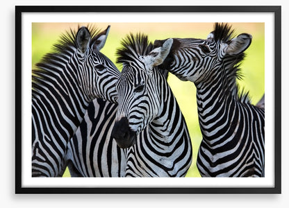 Kissing zebras