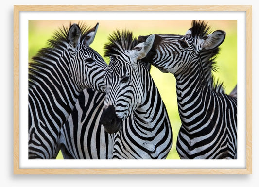Kissing zebras