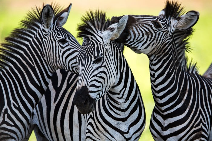 Kissing zebras